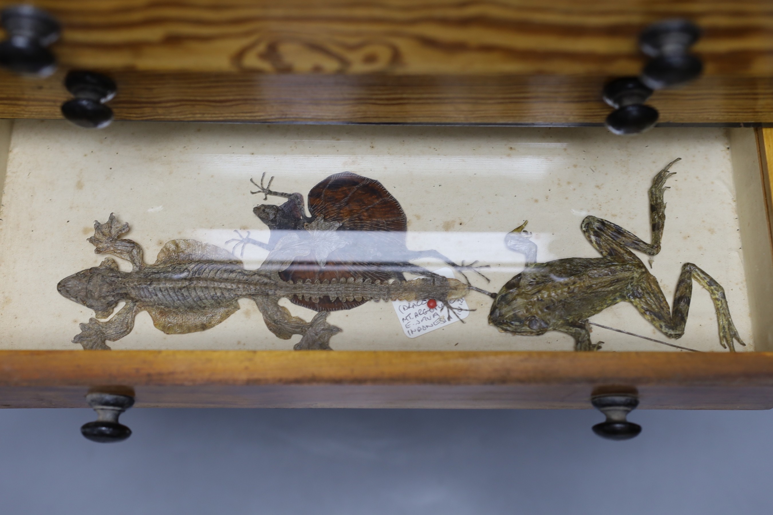 Entomology and Herpetology - a collection of beetle, insect, amphibian, reptile and skeleton specimens, the majority 1990s or later, in a pitch pine chest of six drawers